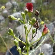 scrophularia californica